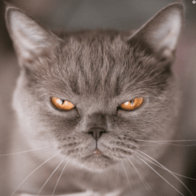 self defense tactics you can learn from your cat